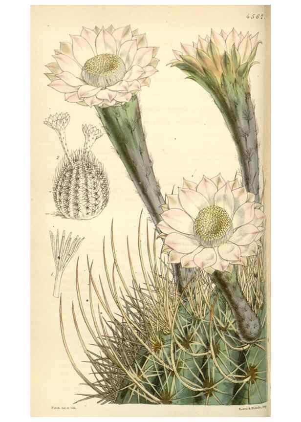Reproducción/Reproduction 35086134222: Curtis's botanical magazine.. London ; New York [etc.] :Academic Press [etc.]