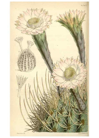 Reproducción/Reproduction 35086134222: Curtis's botanical magazine.. London ; New York [etc.] :Academic Press [etc.]