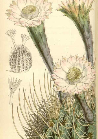 Reproducción/Reproduction 35086134222: Curtis's botanical magazine.. London ; New York [etc.] :Academic Press [etc.]