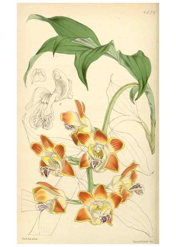 Reproducción/Reproduction 34407823364: Curtis's botanical magazine.. London ; New York [etc.] :Academic Press [etc.]