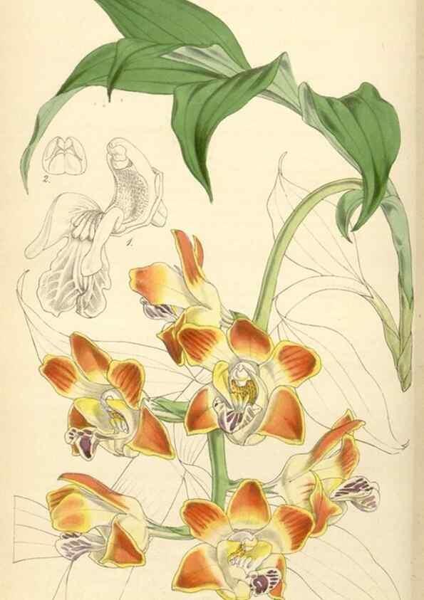 Reproducción/Reproduction 34407823364: Curtis's botanical magazine.. London ; New York [etc.] :Academic Press [etc.]