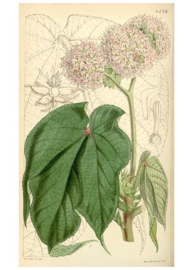 Reproducción/Reproduction 35086153022: Curtis's botanical magazine.. London ; New York [etc.] :Academic Press [etc.]