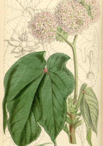 Reproducción/Reproduction 35086153022: Curtis's botanical magazine.. London ; New York [etc.] :Academic Press [etc.]