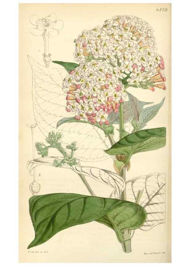 Reproducción/Reproduction 35086155582: Curtis's botanical magazine.. London ; New York [etc.] :Academic Press [etc.]