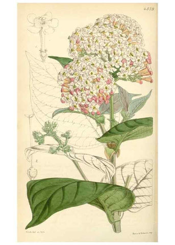 Reproducción/Reproduction 35086155582: Curtis's botanical magazine.. London ; New York [etc.] :Academic Press [etc.]