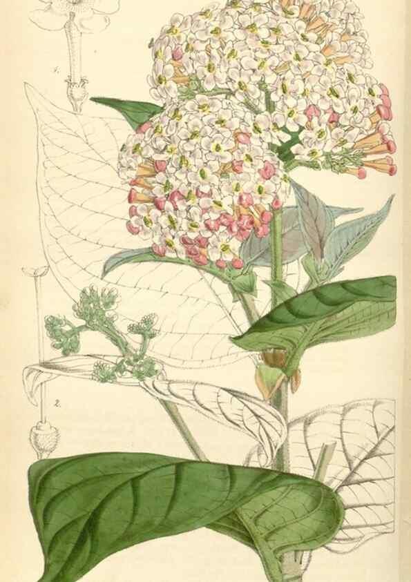 Reproducción/Reproduction 35086155582: Curtis's botanical magazine.. London ; New York [etc.] :Academic Press [etc.]