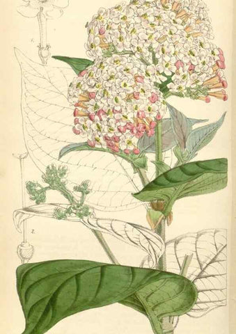 Reproducción/Reproduction 35086155582: Curtis's botanical magazine.. London ; New York [etc.] :Academic Press [etc.]