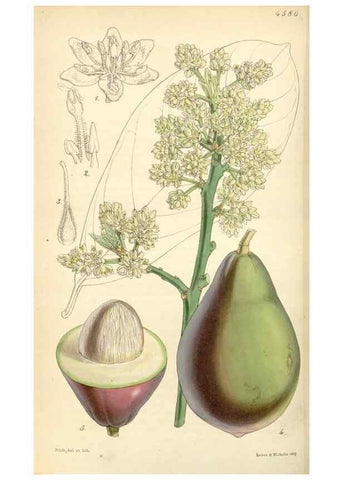 Reproducción/Reproduction 35086158532: Curtis's botanical magazine.. London ; New York [etc.] :Academic Press [etc.]