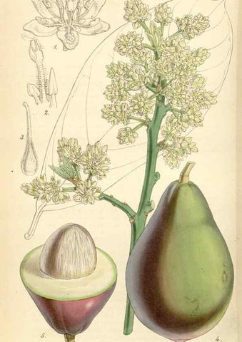 Reproducción/Reproduction 35086158532: Curtis's botanical magazine.. London ; New York [etc.] :Academic Press [etc.]