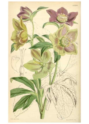 Reproducción/Reproduction 35086161152: Curtis's botanical magazine.. London ; New York [etc.] :Academic Press [etc.]