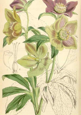 Reproducción/Reproduction 35086161152: Curtis's botanical magazine.. London ; New York [etc.] :Academic Press [etc.]