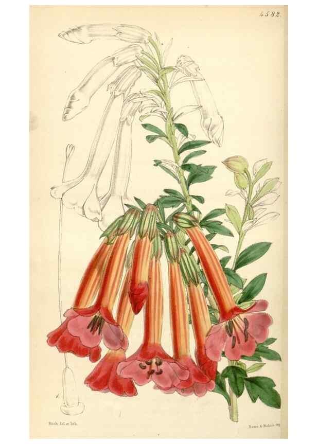 Reproducción/Reproduction 35086163562: Curtis's botanical magazine.. London ; New York [etc.] :Academic Press [etc.]