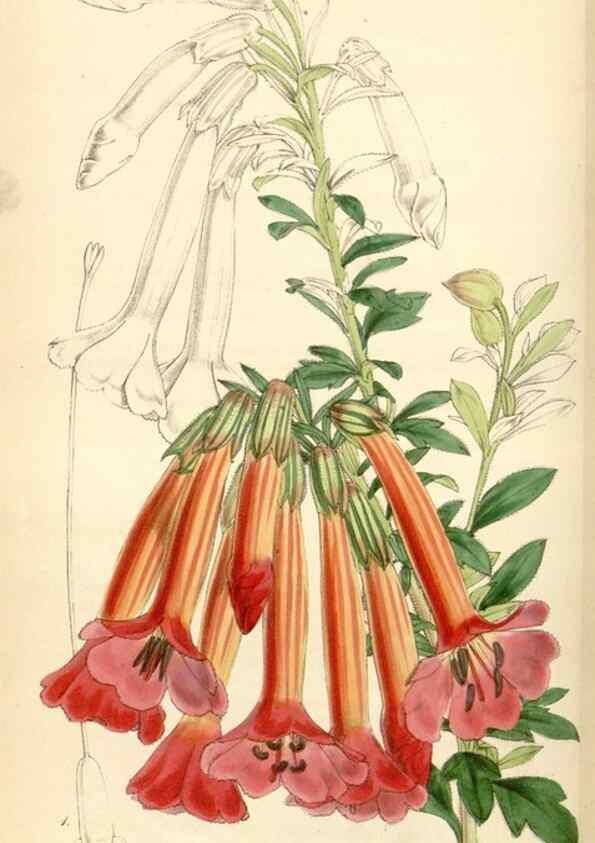 Reproducción/Reproduction 35086163562: Curtis's botanical magazine.. London ; New York [etc.] :Academic Press [etc.]