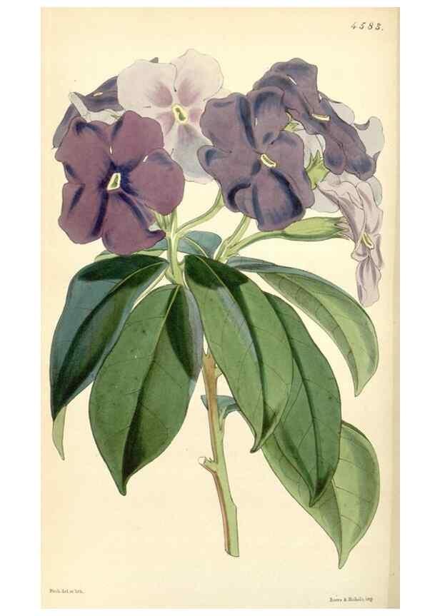 Reproducción/Reproduction 35251605485: Curtis's botanical magazine.. London ; New York [etc.] :Academic Press [etc.]