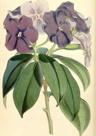 Reproducción/Reproduction 35251605485: Curtis's botanical magazine.. London ; New York [etc.] :Academic Press [etc.]