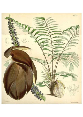 Reproducción/Reproduction 35251607285: Curtis's botanical magazine.. London ; New York [etc.] :Academic Press [etc.]