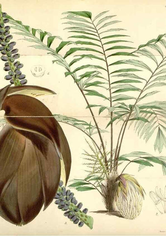 Reproducción/Reproduction 35251607285: Curtis's botanical magazine.. London ; New York [etc.] :Academic Press [etc.]