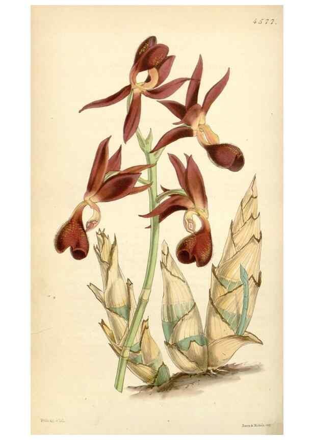 Reproducción/Reproduction 35251591335: Curtis's botanical magazine.. London ; New York [etc.] :Academic Press [etc.]