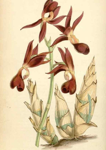 Reproducción/Reproduction 35251591335: Curtis's botanical magazine.. London ; New York [etc.] :Academic Press [etc.]