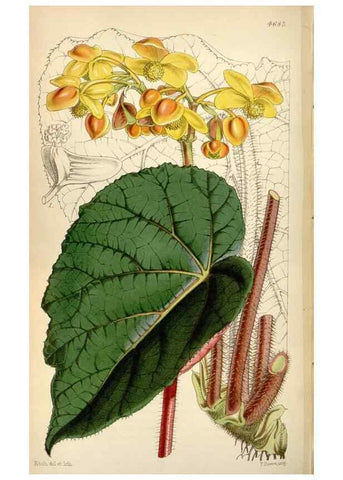 Reproducción/Reproduction 35122286481: Curtis's botanical magazine.. London ; New York [etc.] :Academic Press [etc.]