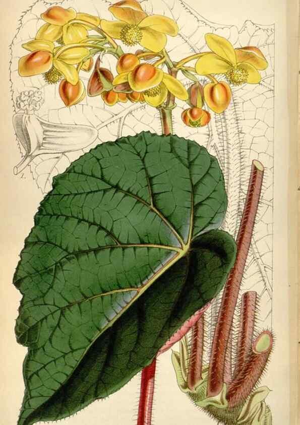 Reproducción/Reproduction 35122286481: Curtis's botanical magazine.. London ; New York [etc.] :Academic Press [etc.]