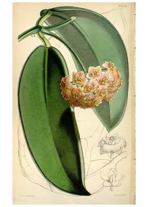 Reproducción/Reproduction 35122289021: Curtis's botanical magazine.. London ; New York [etc.] :Academic Press [etc.]