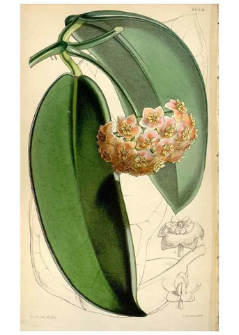 Reproducción/Reproduction 35122289021: Curtis's botanical magazine.. London ; New York [etc.] :Academic Press [etc.]