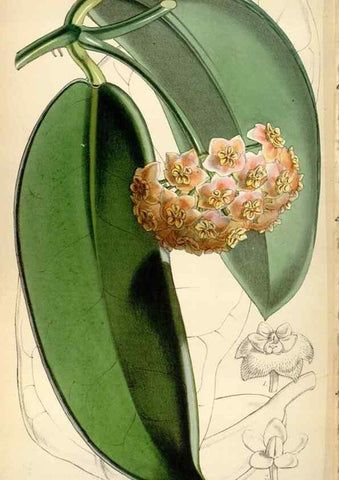 Reproducción/Reproduction 35122289021: Curtis's botanical magazine.. London ; New York [etc.] :Academic Press [etc.]