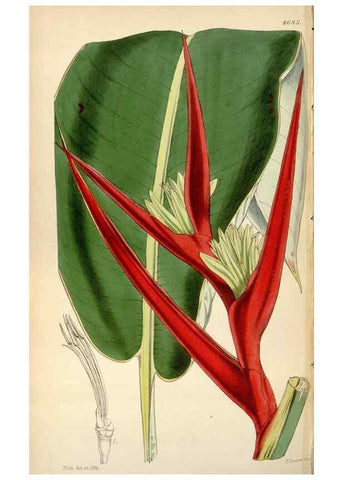 Reproducción/Reproduction 35122291151: Curtis's botanical magazine.. London ; New York [etc.] :Academic Press [etc.]