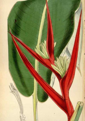 Reproducción/Reproduction 35122291151: Curtis's botanical magazine.. London ; New York [etc.] :Academic Press [etc.]
