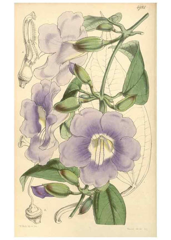 Reproducción/Reproduction 35106257962: Curtis's botanical magazine.. London ; New York [etc.] :Academic Press [etc.]