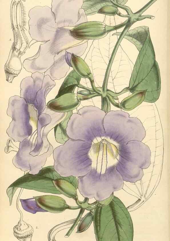 Reproducción/Reproduction 35106257962: Curtis's botanical magazine.. London ; New York [etc.] :Academic Press [etc.]