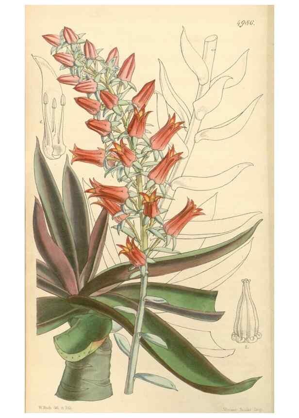 Reproducción/Reproduction 34885455870: Curtis's botanical magazine.. London ; New York [etc.] :Academic Press [etc.]