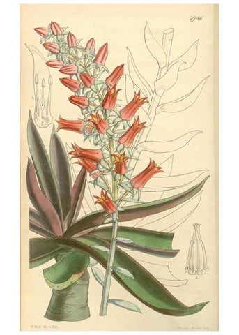 Reproducción/Reproduction 34885455870: Curtis's botanical magazine.. London ; New York [etc.] :Academic Press [etc.]