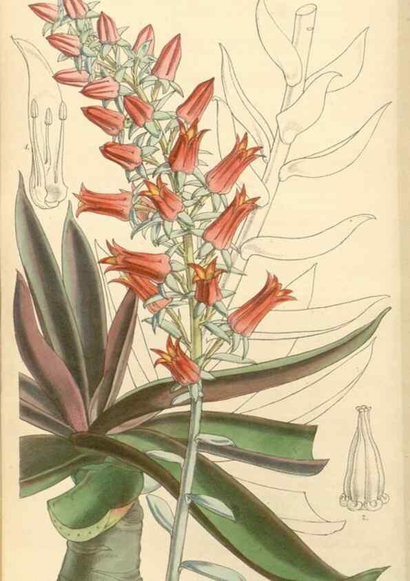 Reproducción/Reproduction 34885455870: Curtis's botanical magazine.. London ; New York [etc.] :Academic Press [etc.]