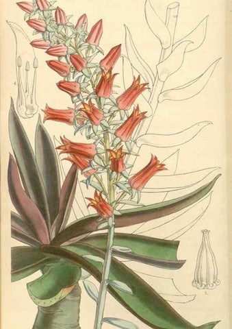 Reproducción/Reproduction 34885455870: Curtis's botanical magazine.. London ; New York [etc.] :Academic Press [etc.]