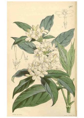 Reproducción/Reproduction 34885457180: Curtis's botanical magazine.. London ; New York [etc.] :Academic Press [etc.]