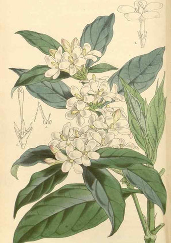 Reproducción/Reproduction 34885457180: Curtis's botanical magazine.. London ; New York [etc.] :Academic Press [etc.]