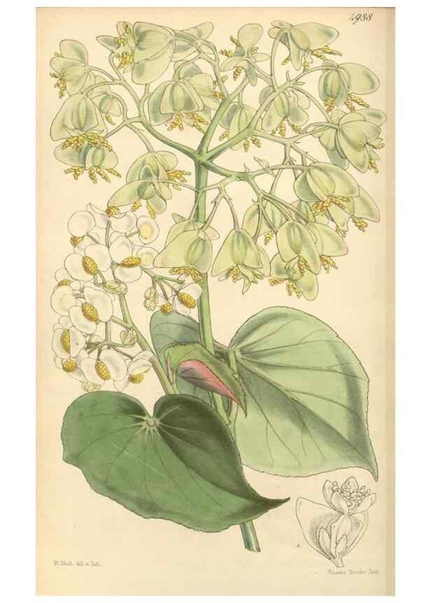 Reproducción/Reproduction 35142676221: Curtis's botanical magazine.. London ; New York [etc.] :Academic Press [etc.]
