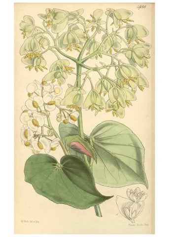 Reproducción/Reproduction 35142676221: Curtis's botanical magazine.. London ; New York [etc.] :Academic Press [etc.]