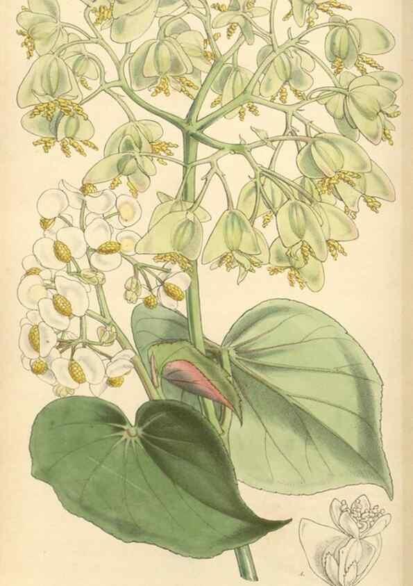 Reproducción/Reproduction 35142676221: Curtis's botanical magazine.. London ; New York [etc.] :Academic Press [etc.]