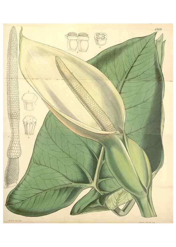 Reproducción/Reproduction 35106265002: Curtis's botanical magazine.. London ; New York [etc.] :Academic Press [etc.]