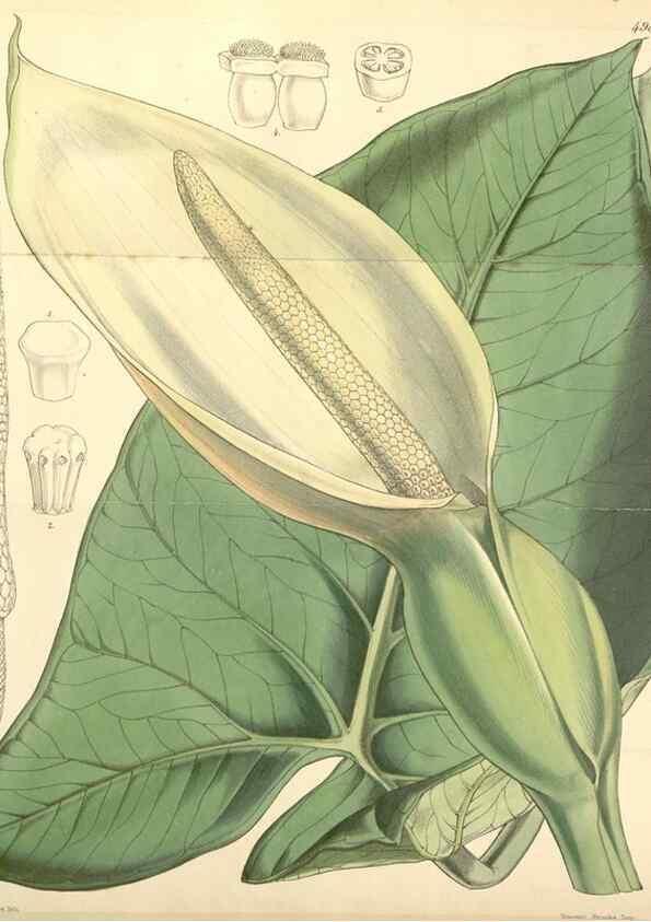 Reproducción/Reproduction 35106265002: Curtis's botanical magazine.. London ; New York [etc.] :Academic Press [etc.]