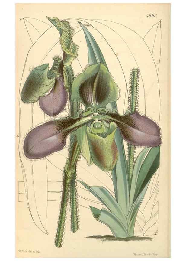 Reproducción/Reproduction 35106266822: Curtis's botanical magazine.. London ; New York [etc.] :Academic Press [etc.]