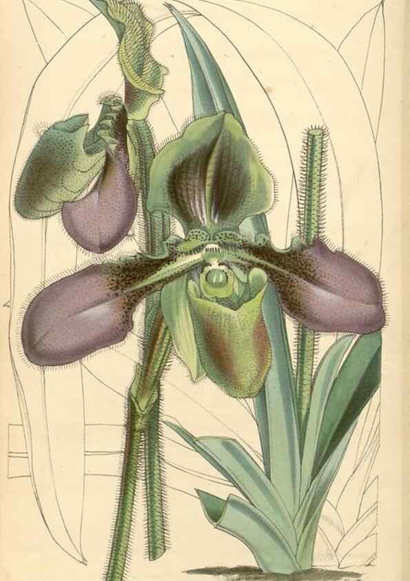 Reproducción/Reproduction 35106266822: Curtis's botanical magazine.. London ; New York [etc.] :Academic Press [etc.]