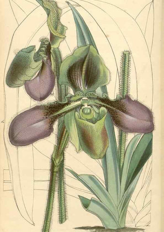 Reproducción/Reproduction 35106266822: Curtis's botanical magazine.. London ; New York [etc.] :Academic Press [etc.]