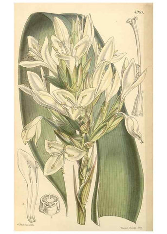 Reproducción/Reproduction 35142680451: Curtis's botanical magazine.. London ; New York [etc.] :Academic Press [etc.]