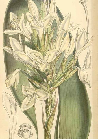 Reproducción/Reproduction 35142680451: Curtis's botanical magazine.. London ; New York [etc.] :Academic Press [etc.]