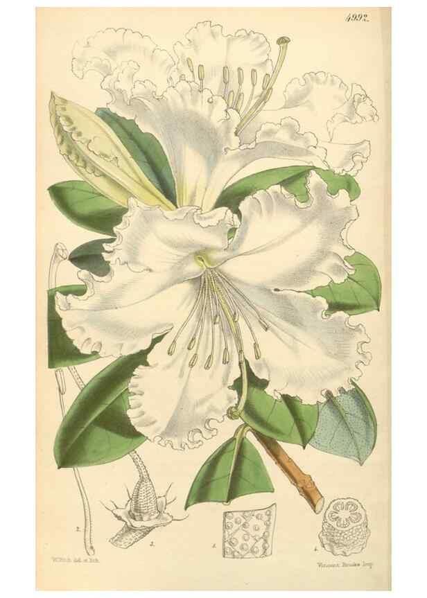 Reproducción/Reproduction 34885464630: Curtis's botanical magazine.. London ; New York [etc.] :Academic Press [etc.]