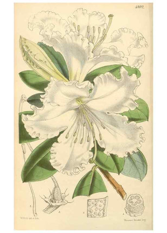 Reproducción/Reproduction 34885464630: Curtis's botanical magazine.. London ; New York [etc.] :Academic Press [etc.]